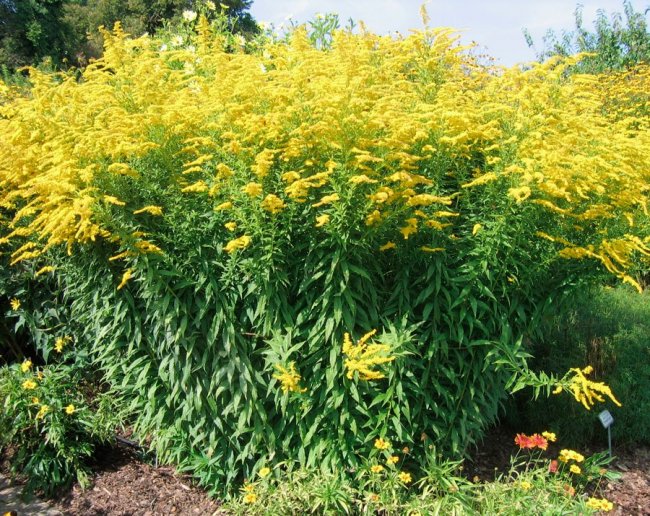 Не поступається амброзії і борщівнику: волинян попереджають про небезпечну рослину