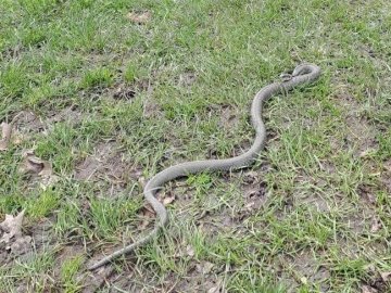 На Волині на дитмайданчик заповзла змія