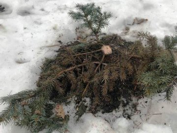Комунальники пояснили, чому зрізали ялинки в центральному парку Луцька