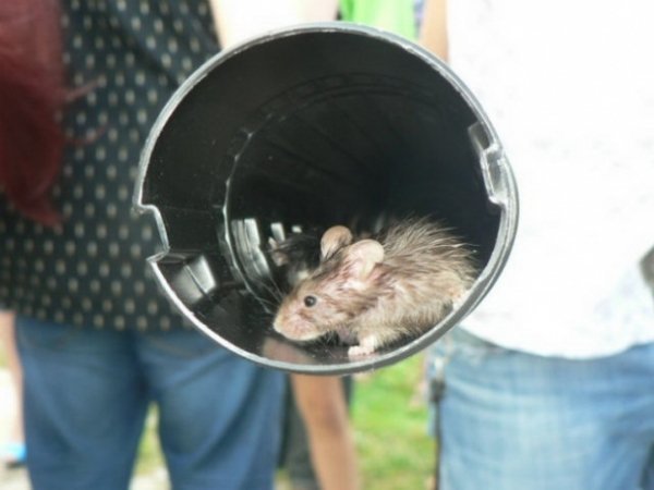 У супермаркет Львова запустили живих мишей, аби ті погризли російські товари. ФОТО. ВІДЕО