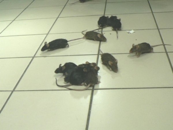 У супермаркет Львова запустили живих мишей, аби ті погризли російські товари. ФОТО. ВІДЕО