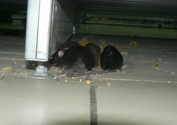 У супермаркет Львова запустили живих мишей, аби ті погризли російські товари. ФОТО. ВІДЕО