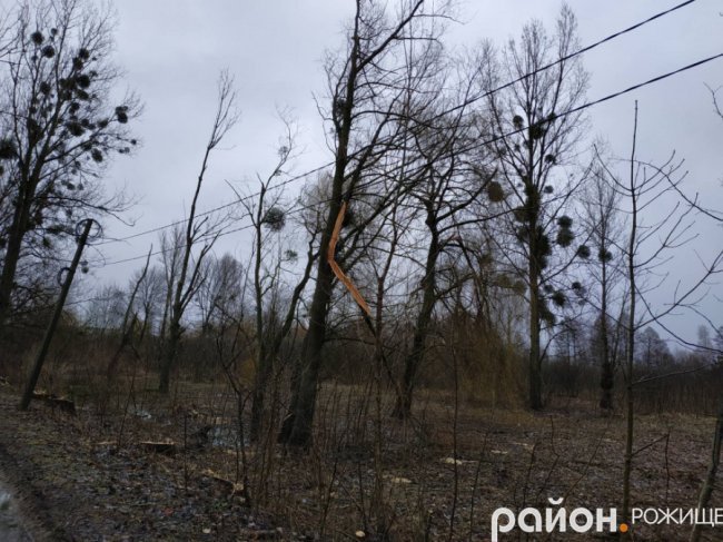 У Рожищі в парку вітер понищив дерева.ФОТО