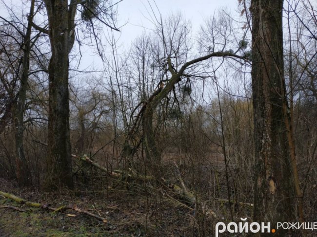 У Рожищі в парку вітер понищив дерева.ФОТО