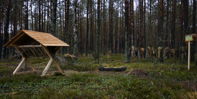 Як у волинському нацпарку підгодовують диких мешканців лісу. ФОТО