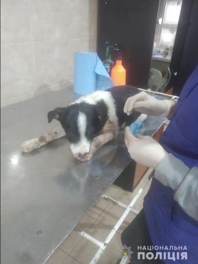 У Луцьку поліцейські врятували цуценя, яке на дорозі збила автівка
