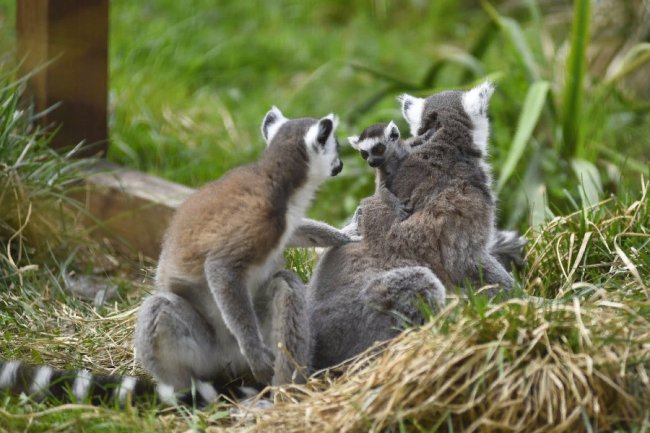 Пухнастики, тисячі тюльпанів і фотозони: луцький зоопарк запрошує в гості. ФОТО