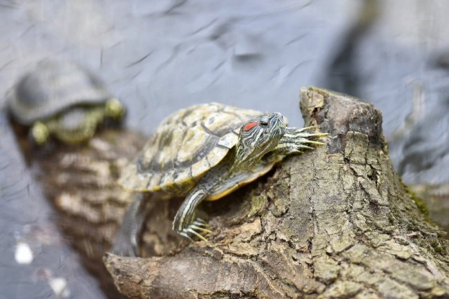 Пухнастики, тисячі тюльпанів і фотозони: луцький зоопарк запрошує в гості. ФОТО