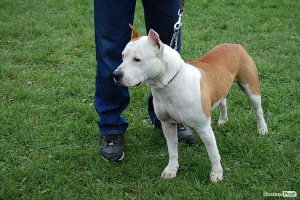 У Луцьку влаштували собаче свято. ФОТО