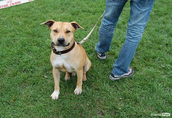 У Луцьку влаштували собаче свято. ФОТО