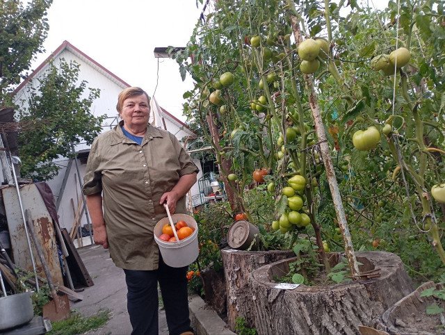 Пенсіонер з Луцька вирощує помідори в пеньочках і підживляє їх салакою. ФОТО