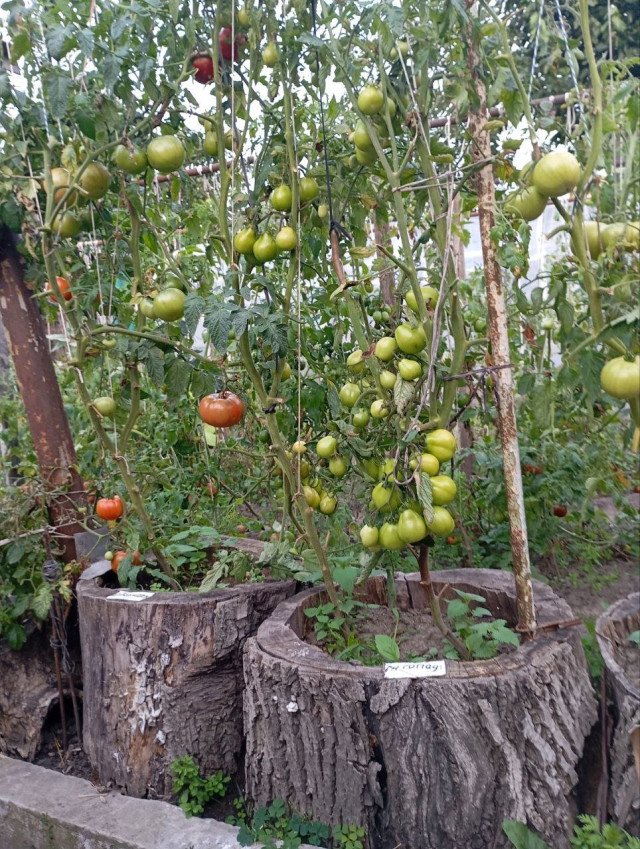 Пенсіонер з Луцька вирощує помідори в пеньочках і підживляє їх салакою. ФОТО