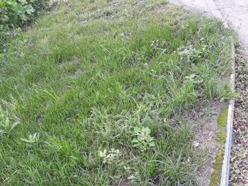 Тротуари розчищені, трава покошена: у Луцьку комунальники прибрали дороги