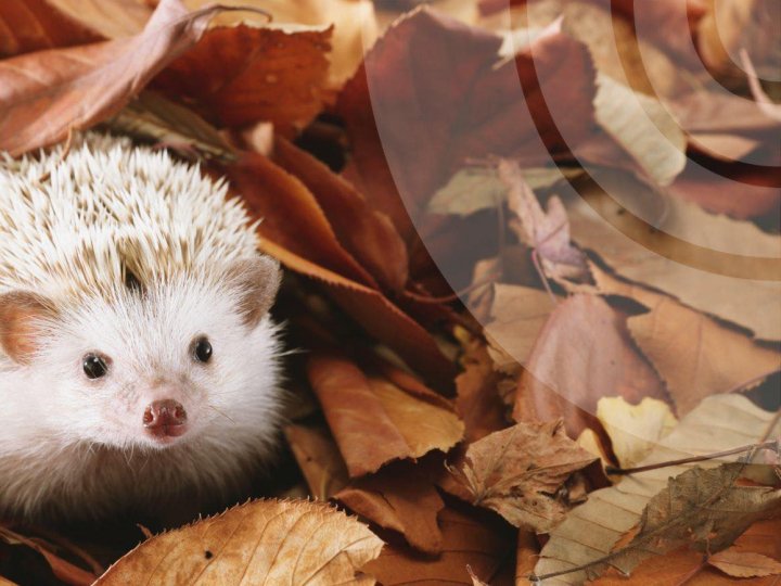 Якою буде погода у Луцьку та на Волині у четвер, 13 листопада