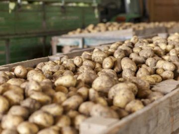 В Україні фактично порожні картоплесховища