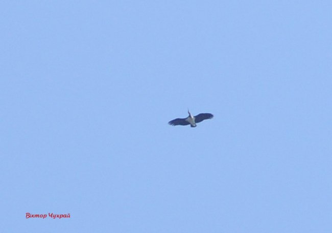 Над Луцьком помітили пару рідкісних червонокнижних лелек. ФОТО