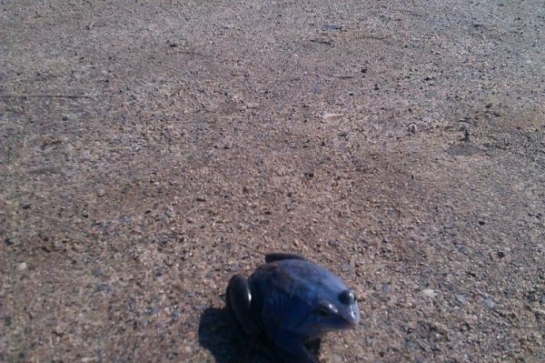 На Волині знайшли синю жабу. ФОТО