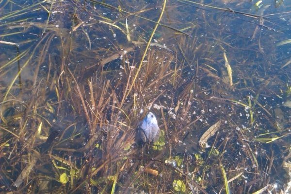 На Волині знайшли синю жабу. ФОТО