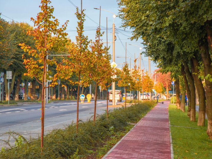 У Луцьку на проспекті Волі зріжуть два клени