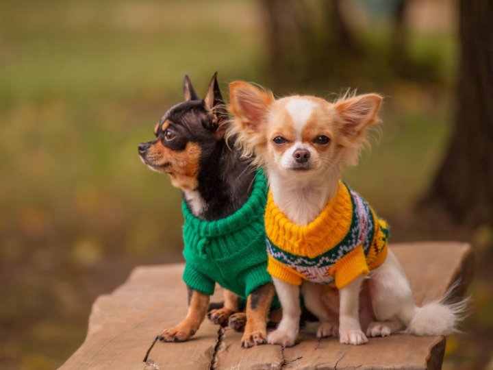 Чому сучасний одяг для собак — це не мода, а турбота про здоров’я