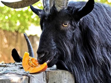 У Луцькому зоопарку відбудеться «Свято гарбуза»