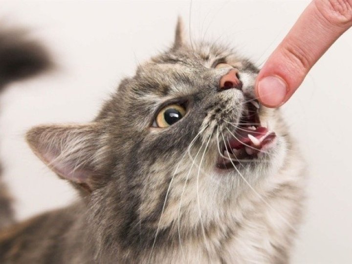 На Волині домашній кіт покусав власника, у селі запровадили карантин через сказ