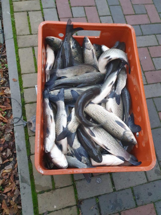 В канали у луцькому парку випустили 600 кілограмів білого амура