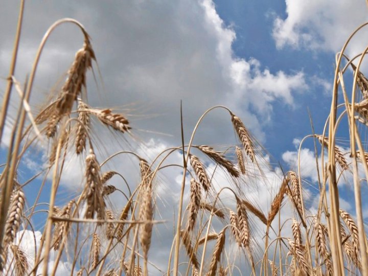 572 волинські агропідприємства одержали банківські кредити на розвиток справи.