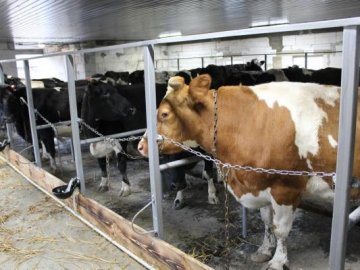 У селі на Волині відкрили сімейну молочну ферму. ФОТО