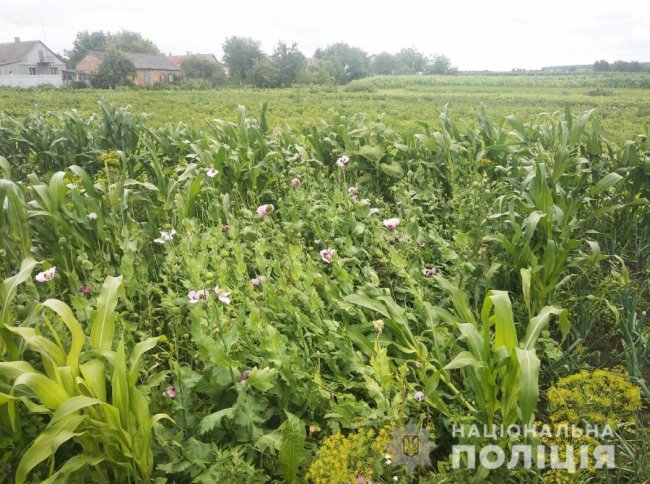 На городах у волинян поліцейські знайшли багато кущів маку. ФОТО