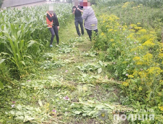 На городах у волинян поліцейські знайшли багато кущів маку. ФОТО