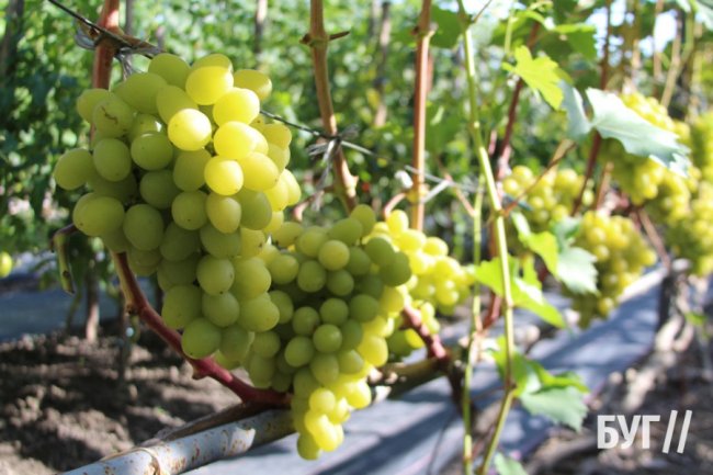 Волинянка вирощує приблизно пів сотні сортів винограду біля свого дому 