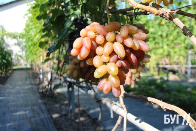 Волинянка вирощує приблизно пів сотні сортів винограду біля свого дому 