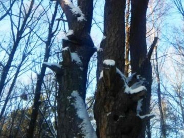 Унікальна волинська «Царська сосна» отримала статус ботанічної пам’ятки