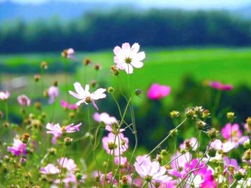 Погода в Луцьку та Волинській області на п'ятницю, 24 липня