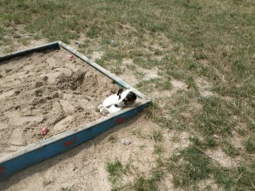 У Луцьку агресивний собака нападає на людей. ФОТО