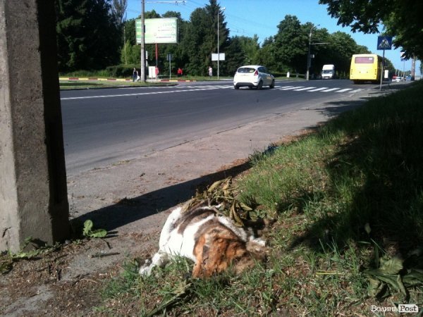 У Луцьку п'ятий день з вулиці не прибирають смердючий труп собаки. ФОТО