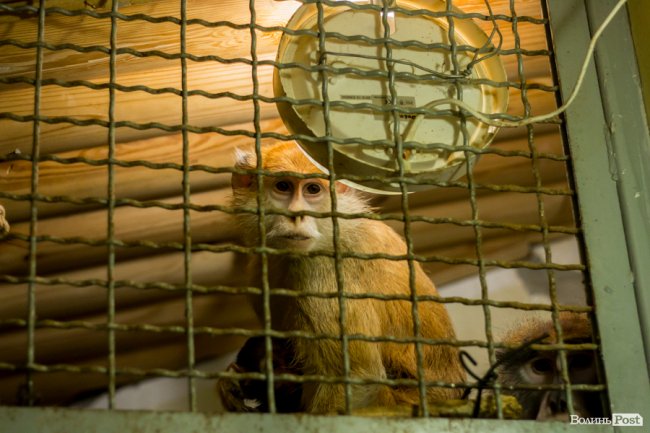 Пухнасті любощі, або Закохані парочки Луцького зоопарку. ФОТО