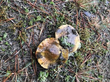 Вибрики погоди: перед Новим роком на Волині збирають гриби