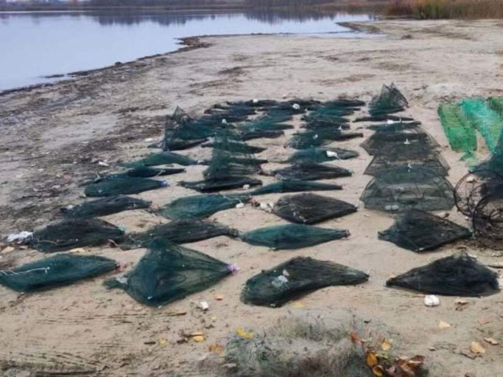 Спійманих на Волині раків, вартістю понад 600 тис. грн, випустили назад в озеро