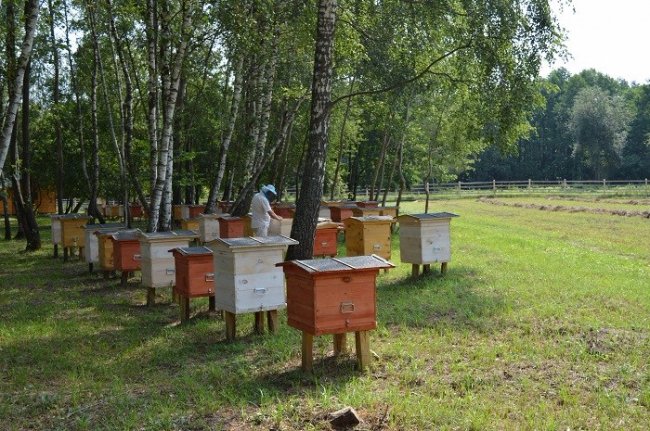 Сотні бджолосімей та тонни меду: про традиції лісників Волині