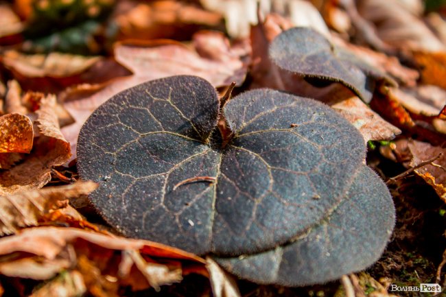 Перший день весни у «волинській Швейцарії». ФОТОРЕПОРТАЖ