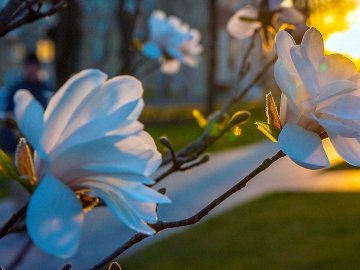 В Україну прийде аномальне тепло