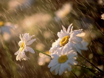 Погода в Луцьку та Волинській області на п'ятницю, 6 серпня