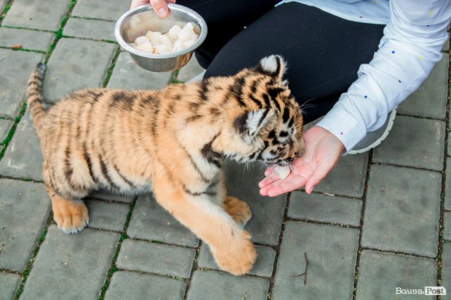 Смугасті будні: як у луцькому зоопарку живе тигреня Тріша. ФОТО