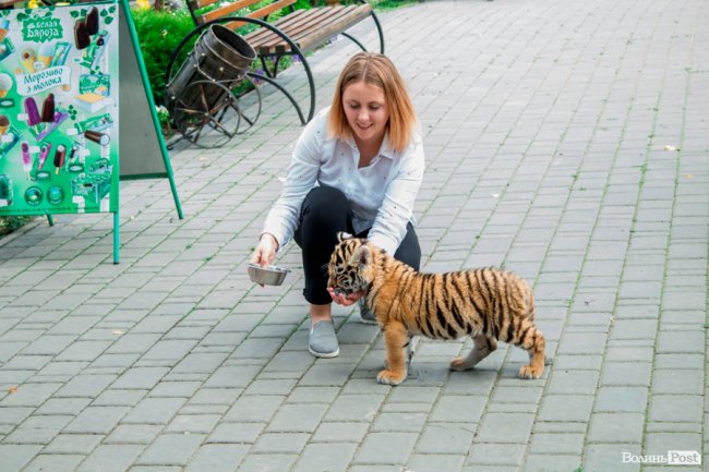 Смугасті будні: як у луцькому зоопарку живе тигреня Тріша. ФОТО