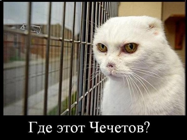 Бабуся і кіт: фотожабоманія триває. ФОТО