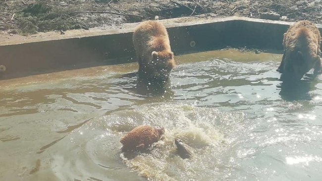 Від зимової сплячки у Луцькому зоопарку прокинулись усі ведмеді. ВІДЕО