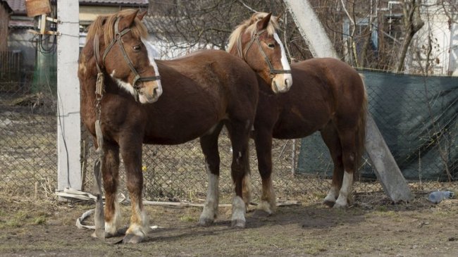 Волинянин понад 20 років їздить містом на підводі 