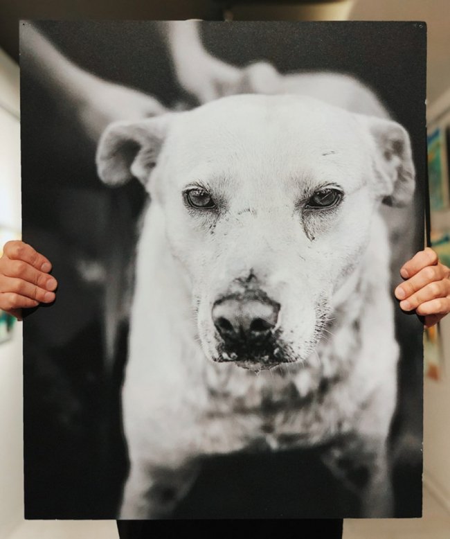 У Луцьку стартував аукціон на підтримку безпритульних тварин. ФОТО